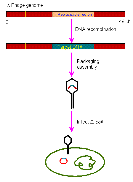 449x613 Cloning Vectors