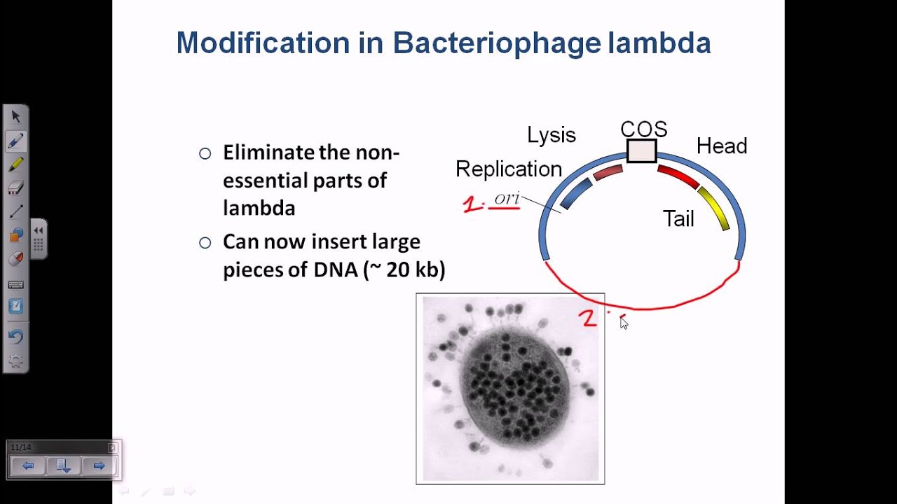 1280x720 Cloning Vector