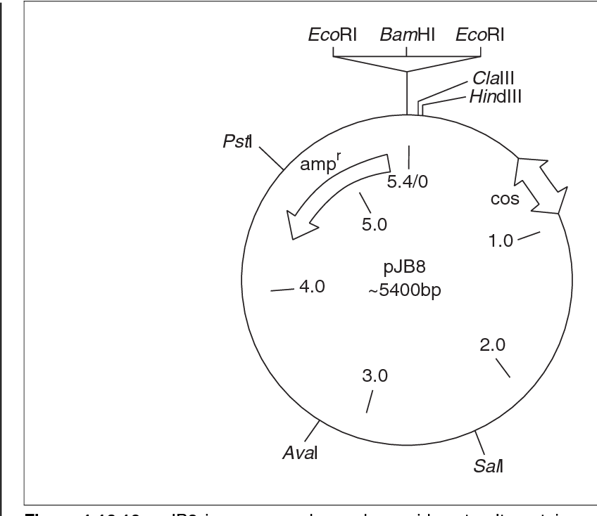 848x734 Figure From Lambda As A Cloning Vector