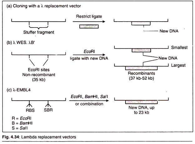 624x461 Main Classification Of Vectors