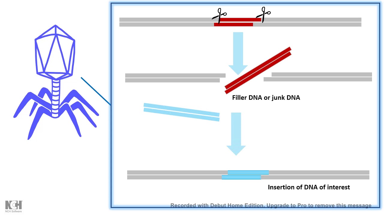 1280x720 Lambda Phage As Cloning Vector