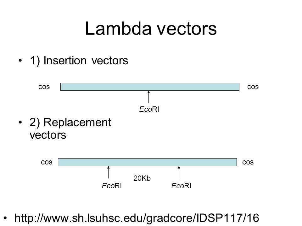 960x720 Lambda Vectors And Their Replication