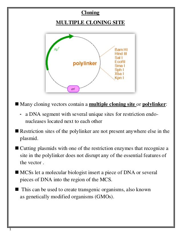 638x826 Multiple Cloning Site And Bacteriophage Lambda