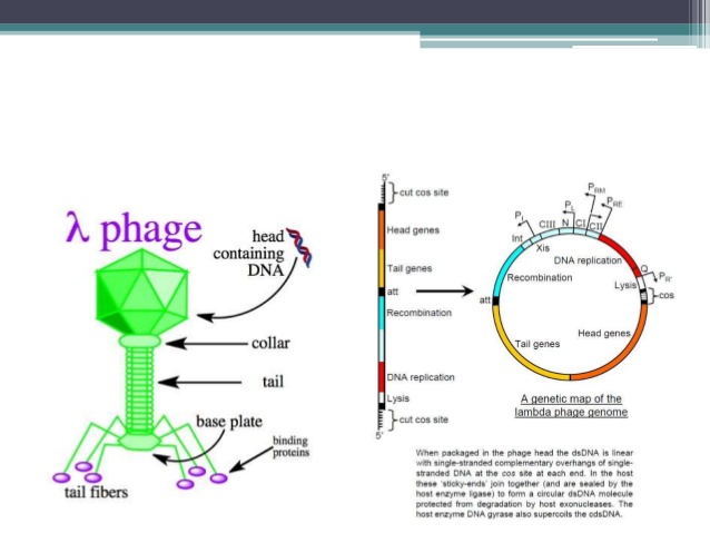 638x479 Molecular Cloning Vectors
