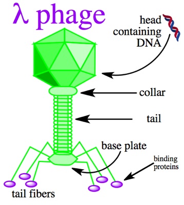 358x400 Structural Biochemistrydna Recombinant Techniqueshistory