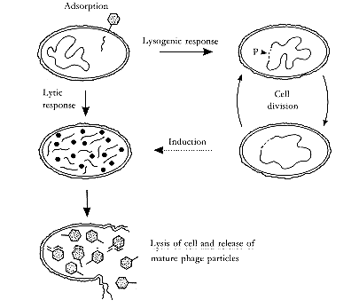 405x347 Bacteriophage Lambda Vectors
