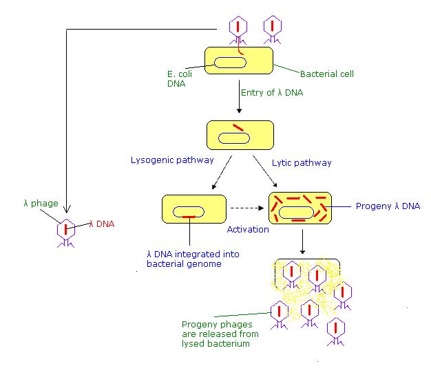 626x535 Structural Biochemistrydna Recombinant Techniquesplasmidlytic