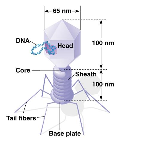 476x481 Vector Bacteriophage Lambda And April The Department