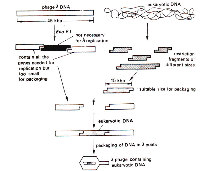 700x551 Bacteriophages As Vectors Genetic Engineering And Biotechnology
