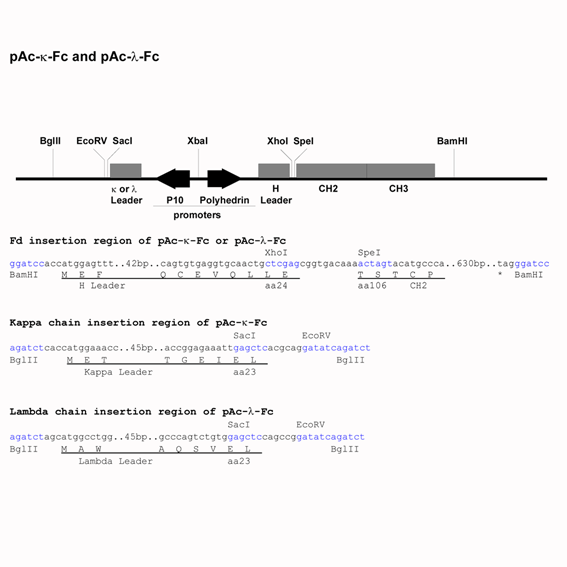 567x567 Baculo Expression Vector Pac Lambda Fc