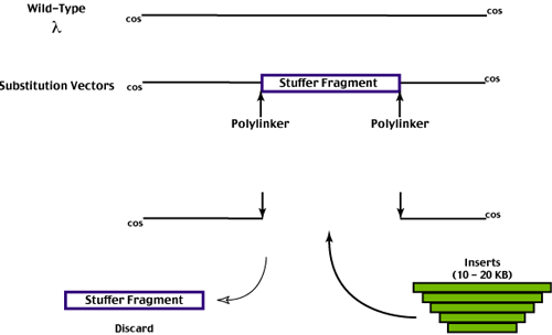 500x304 Biology Lecture Notes