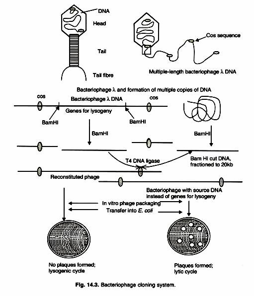 511x596 Cloning Vectors Used In Recombinant Dna Technology Cloning Vectors