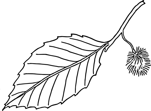 600x442 Beech Leaf Outline Clip Art Free Vector In Open Office Drawing
