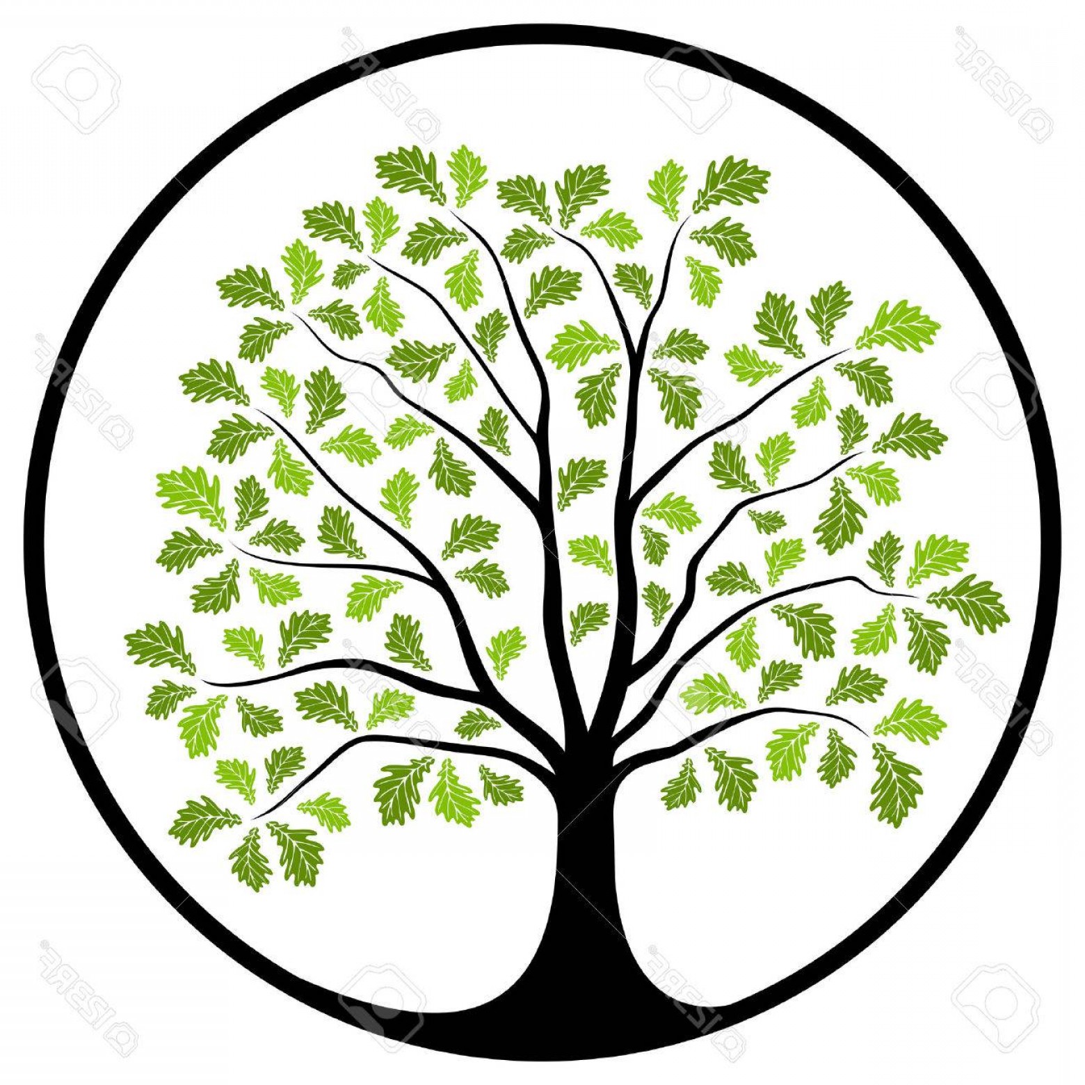 1560x1560 Photostock Vector Vector Oak Tree In Round Isolated On White