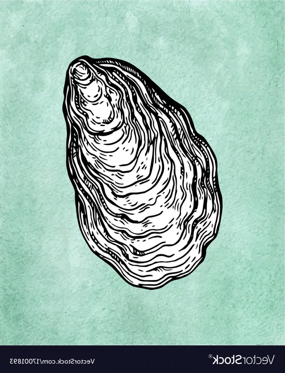 990x1296 Oyster Shell Ink Sketch Vector Soidergi