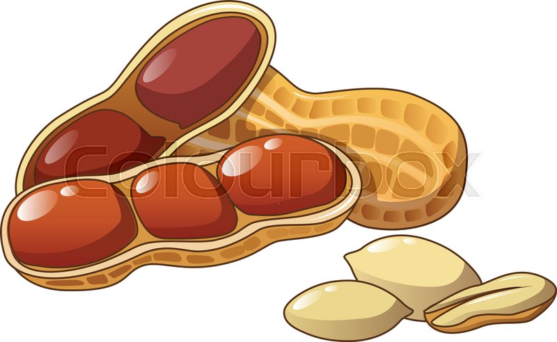 800x492 Peanut Icon Cartoon Of Peanut Vector Stock Vector Colourbox