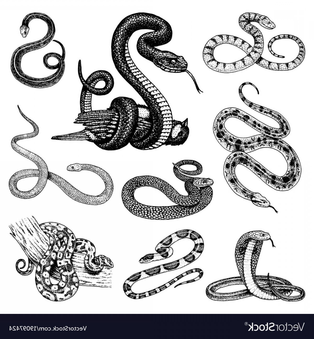 1200x1296 Set Viper Snake Serpent Cobra And Python Vector Soidergi