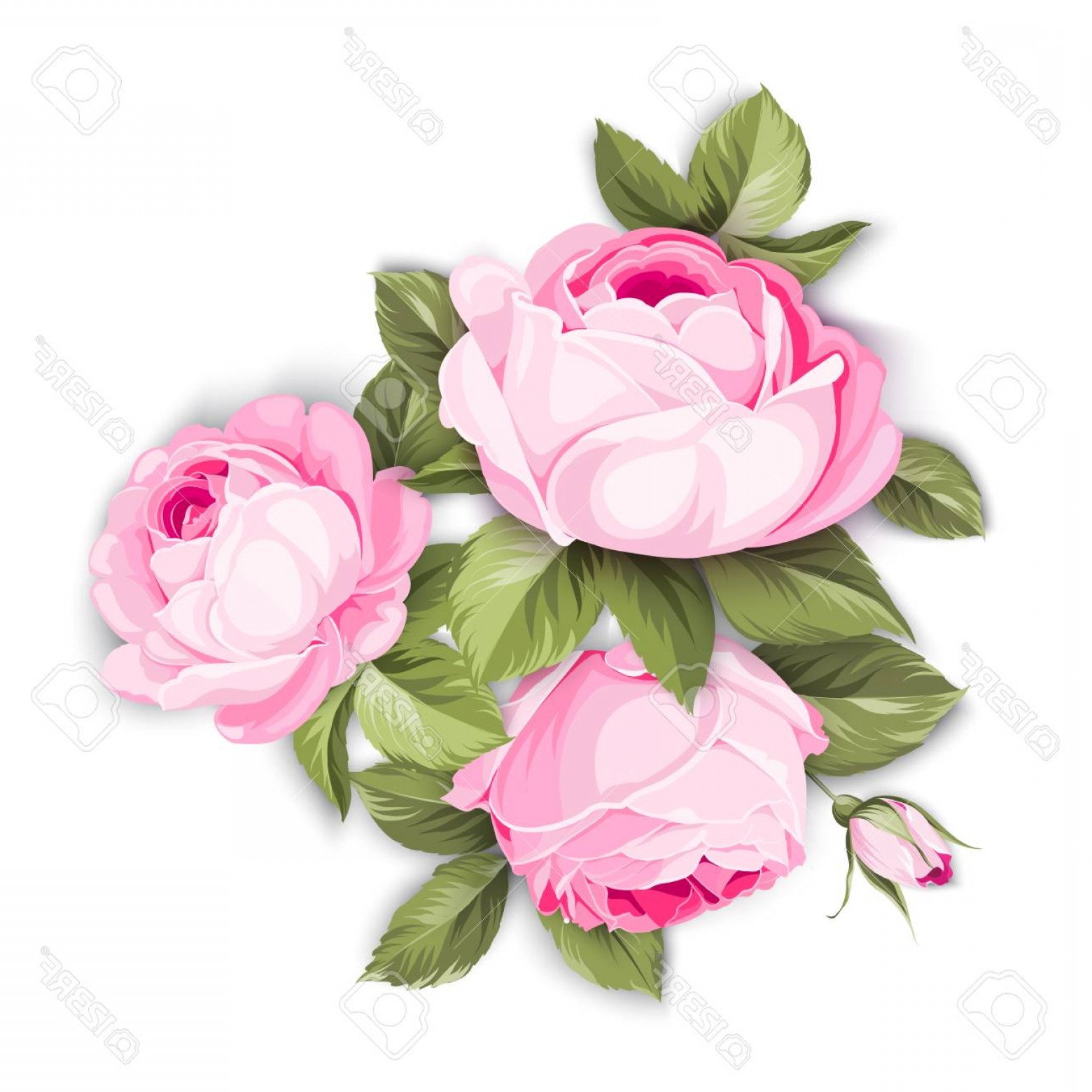 1560x1560 Photostock Vector The Blooming Rose With Couple Of Small Flowers