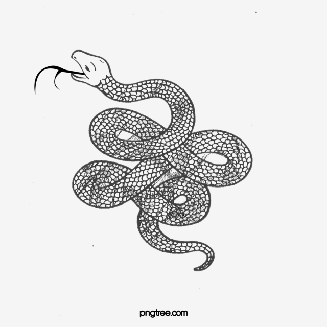 640x640 Coiled Snake, Snake Clipart, Vector, Magic Png And Vector