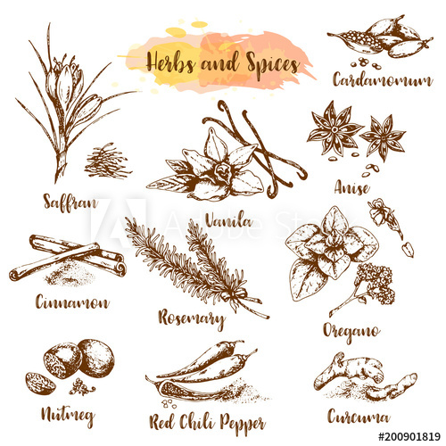500x500 Herbs And Spices Vector Illustration Herb, Plant, Spice Hand