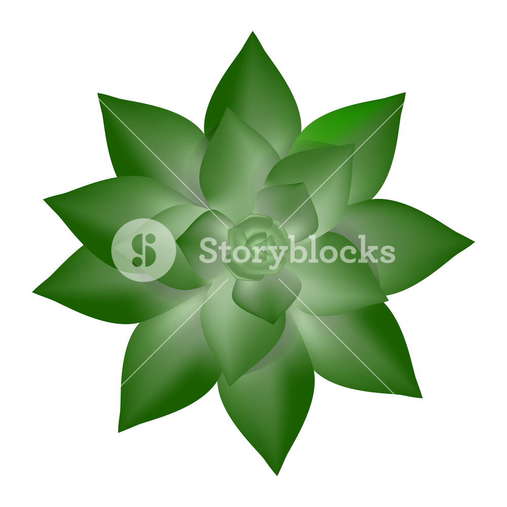 1000x1000 Fresh Succulent Icon Realistic Illustration Of Fresh Succulent