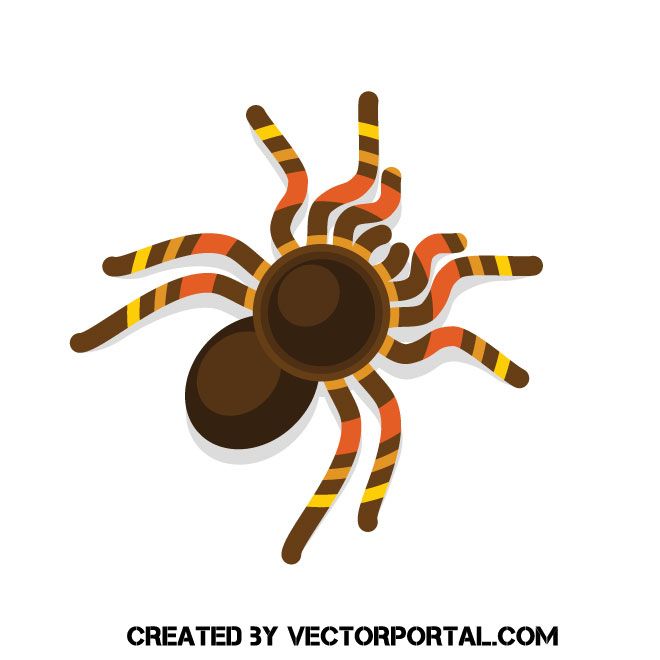 660x660 Spider Tarantula Vector Clip Art Animal Vectors Free Vector