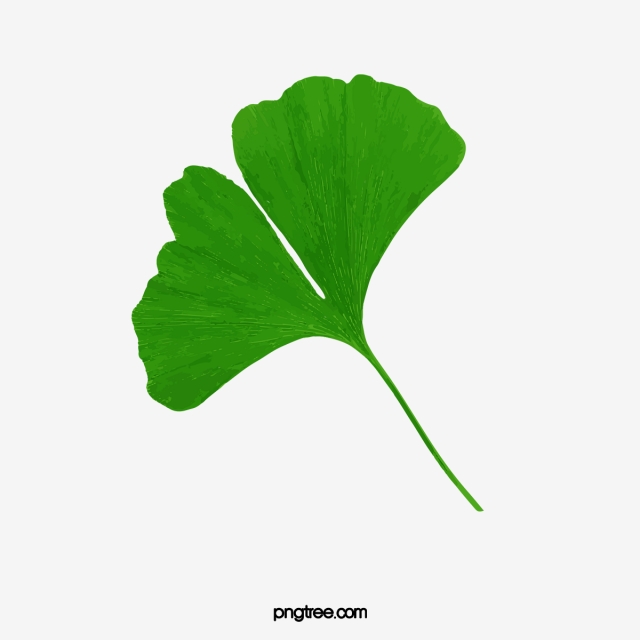 640x640 Vector Leaf Ginkgo Leaf Green Leaf Elements, Leaf, Vector Leaves