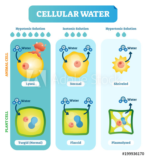 466x500 Cellular Water Levels Biological Vector Illustration Diagram