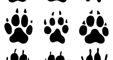 367x195 Best Fake Us Coins Vector Photos Vector Images Design