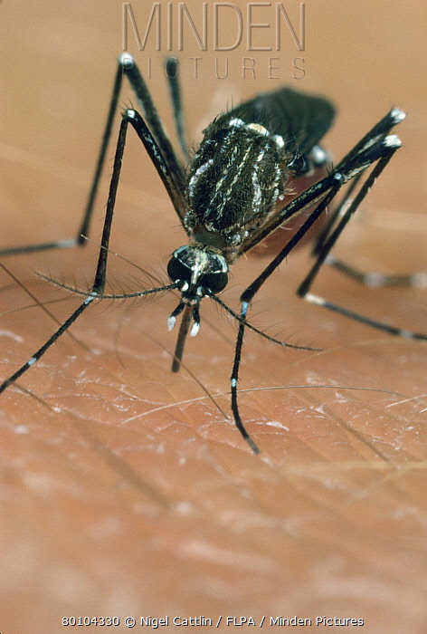 472x700 Minden Pictures Stock Photos