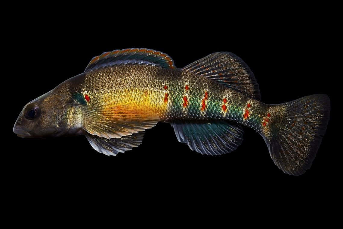 Värikäs Darter-kala Mustalla Taustalla Taustakuva