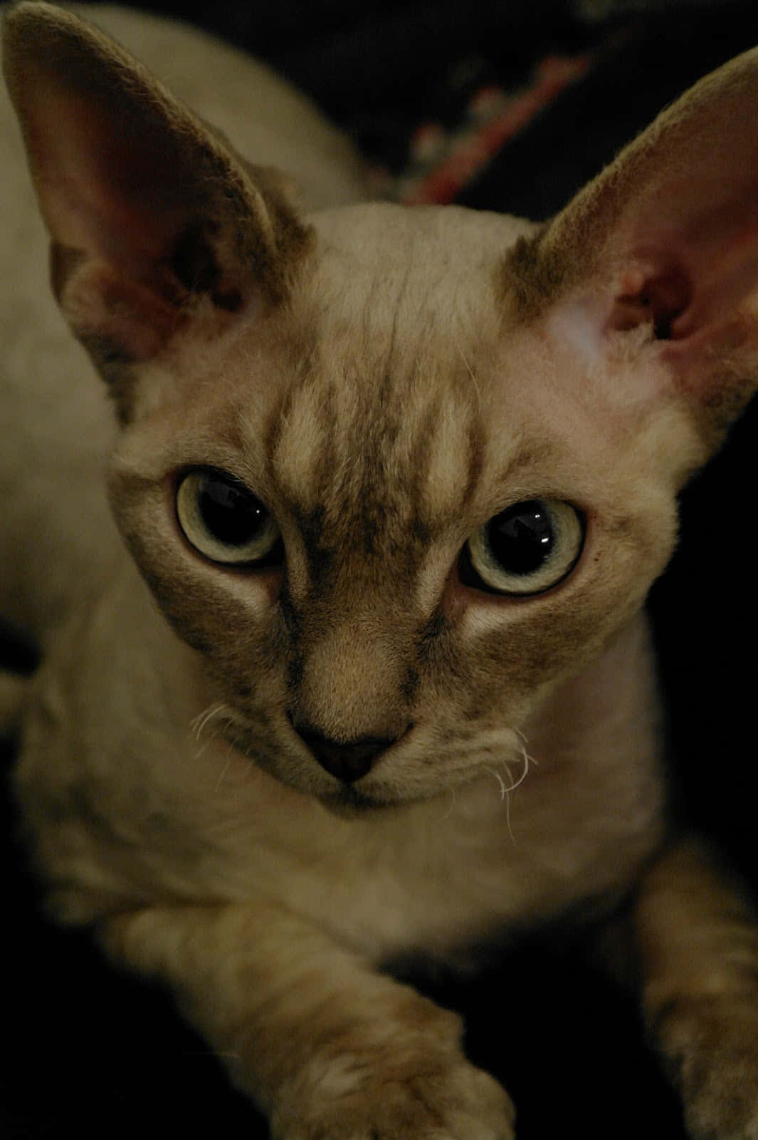Unhermoso Y Curioso Gato Devon Rex Sentado En Una Mesa De Madera. Fondo de pantalla