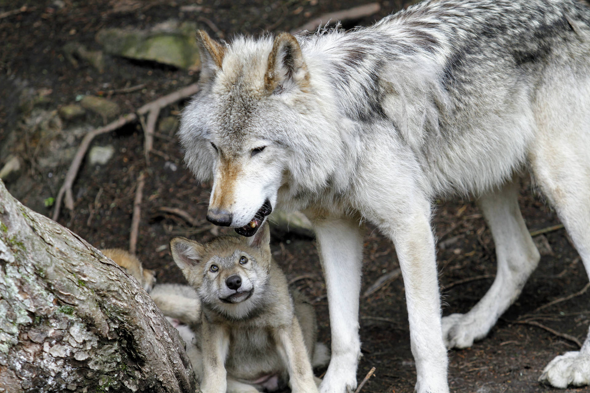 Majestueuze Eenzame Wolf In Sneeuwachtig Landschap Achtergrond