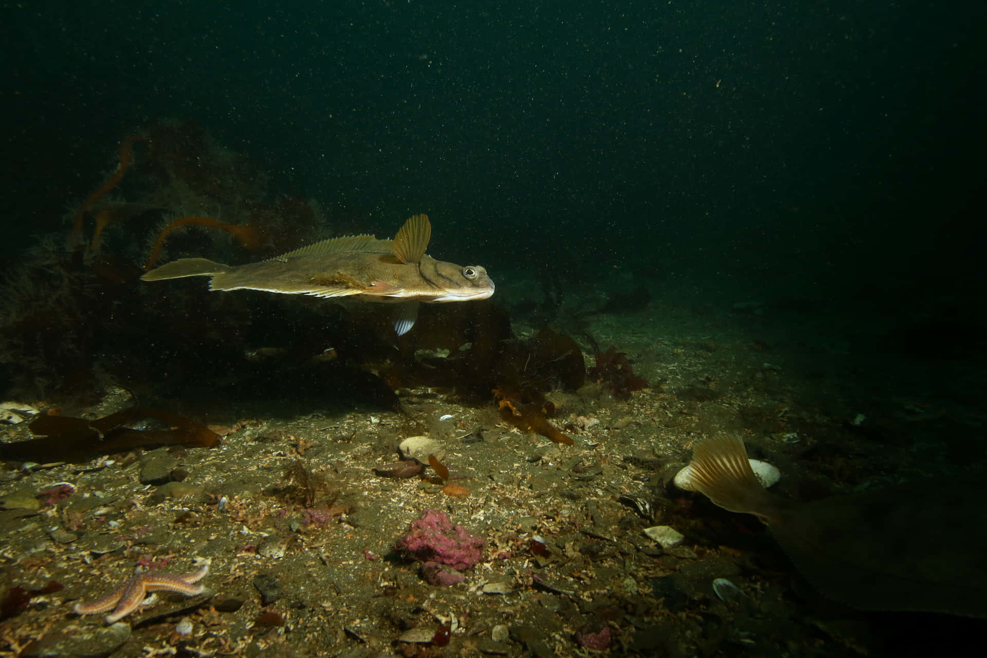 Pesce Dab Sott'acqua Che Nuota Sfondo