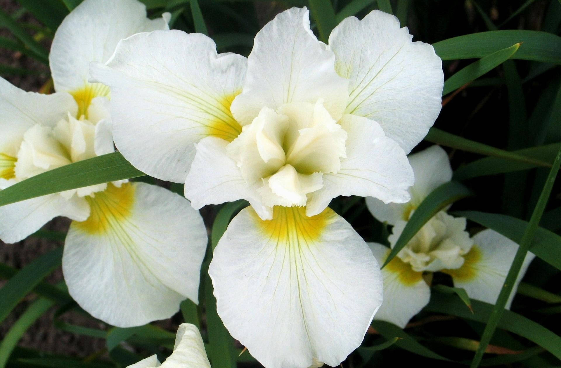Fiori Di Iris Bianco Sfondo