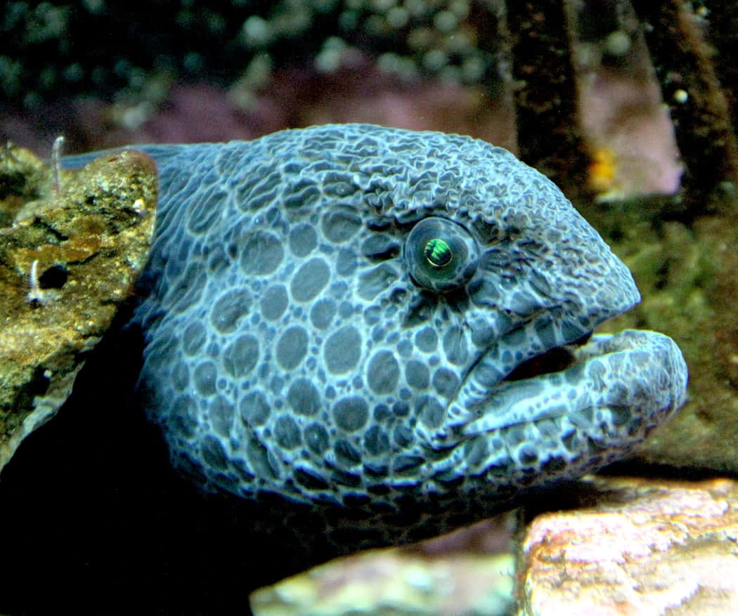 Wolf Eel Close Up Portret Achtergrond