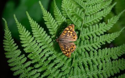 Presentamos las imágenes ganadoras de Wiki Loves Earth España 2025