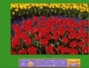 Tulips Field