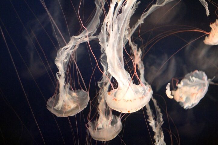 As medusas saram as feridas em minutos. Os cientistas querem descobrir os seus segredos