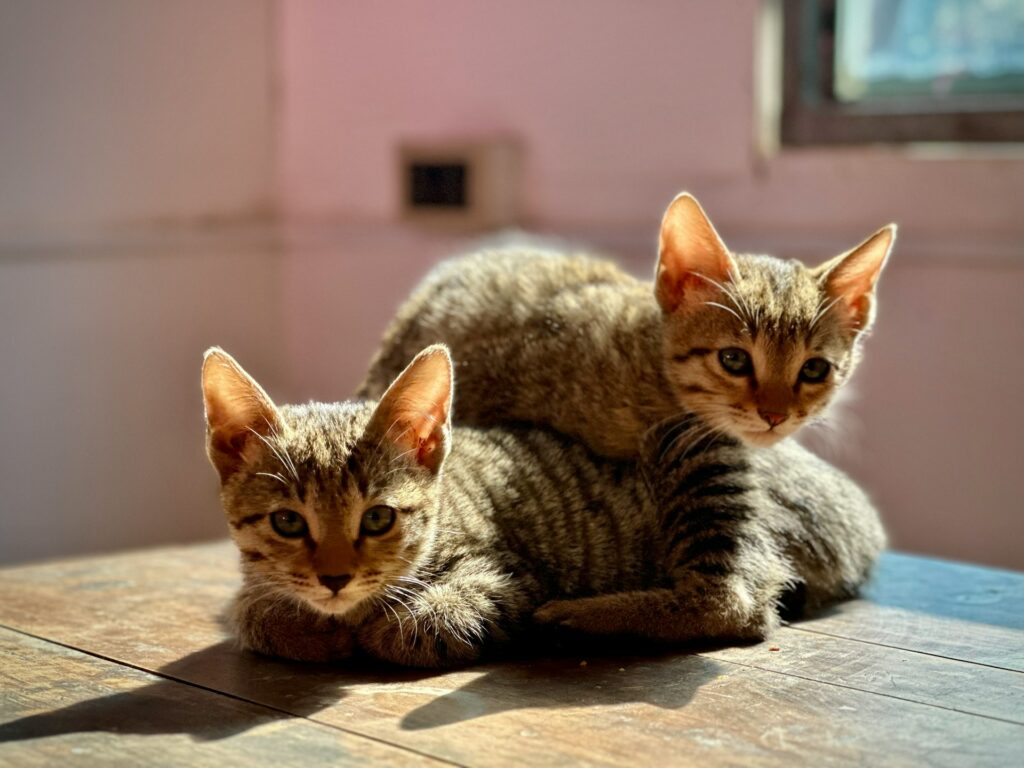 Katzenversicherung mit Vollschutz 