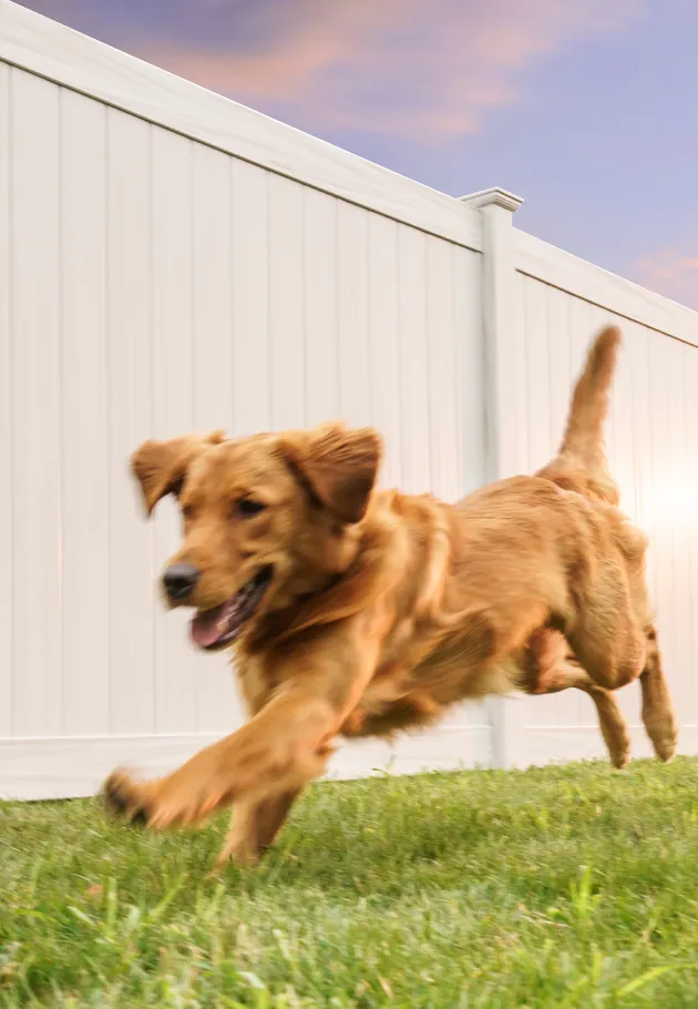 a dog running in a fenced backyard