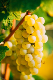 manzoni bianco uva cirotto