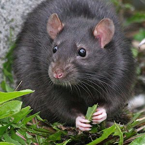 Black rat holding green leaf.