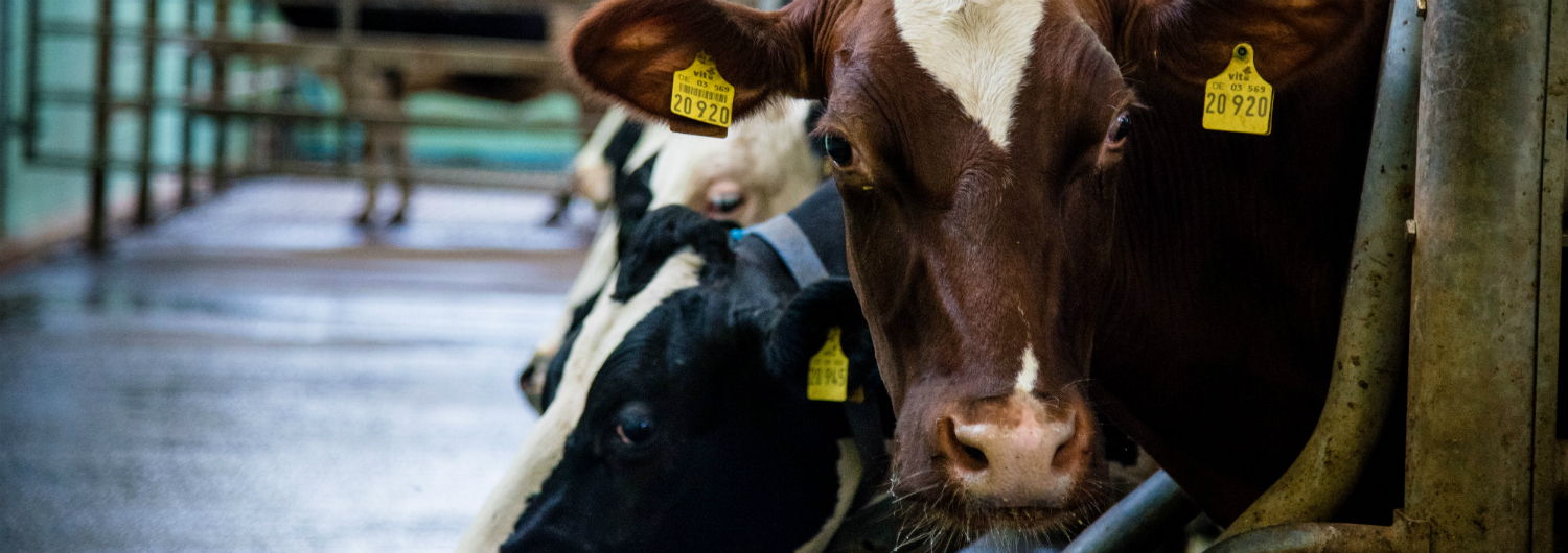 Cows slider