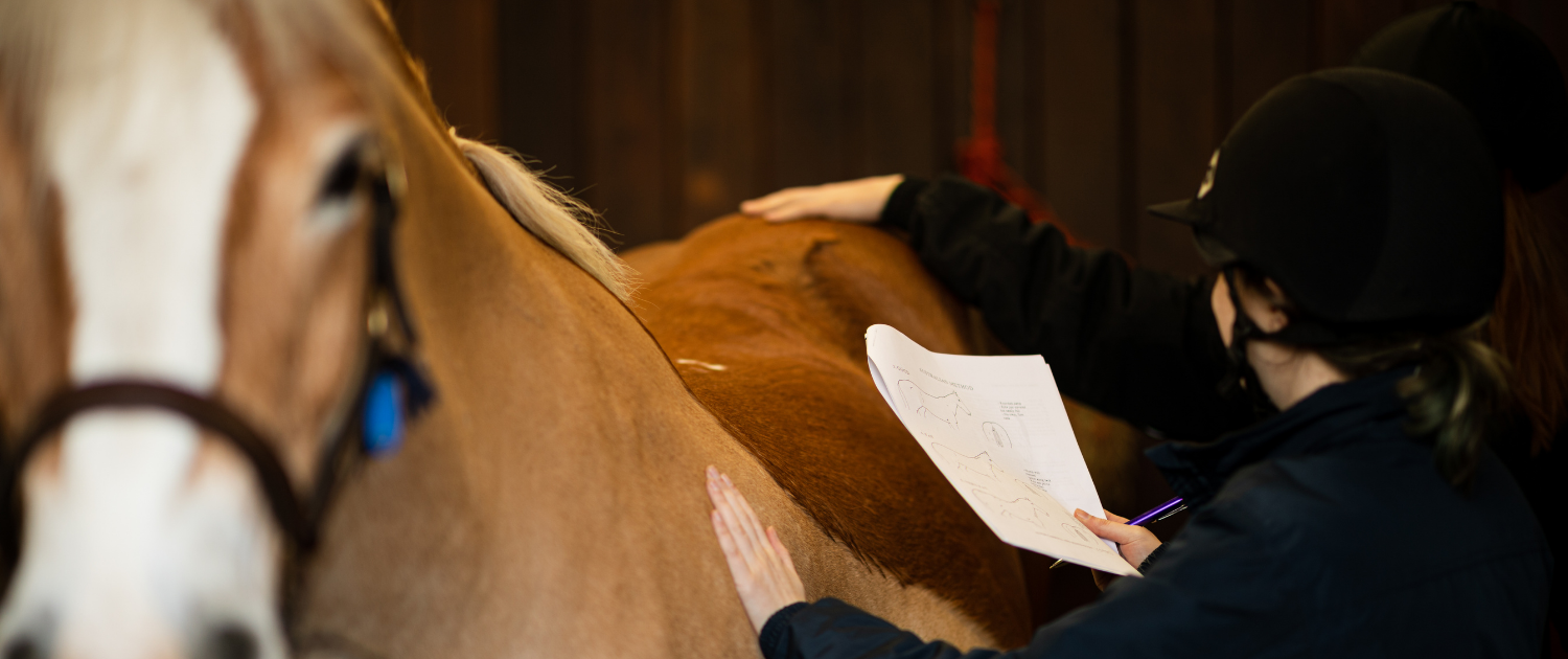 Reaseheath Equine