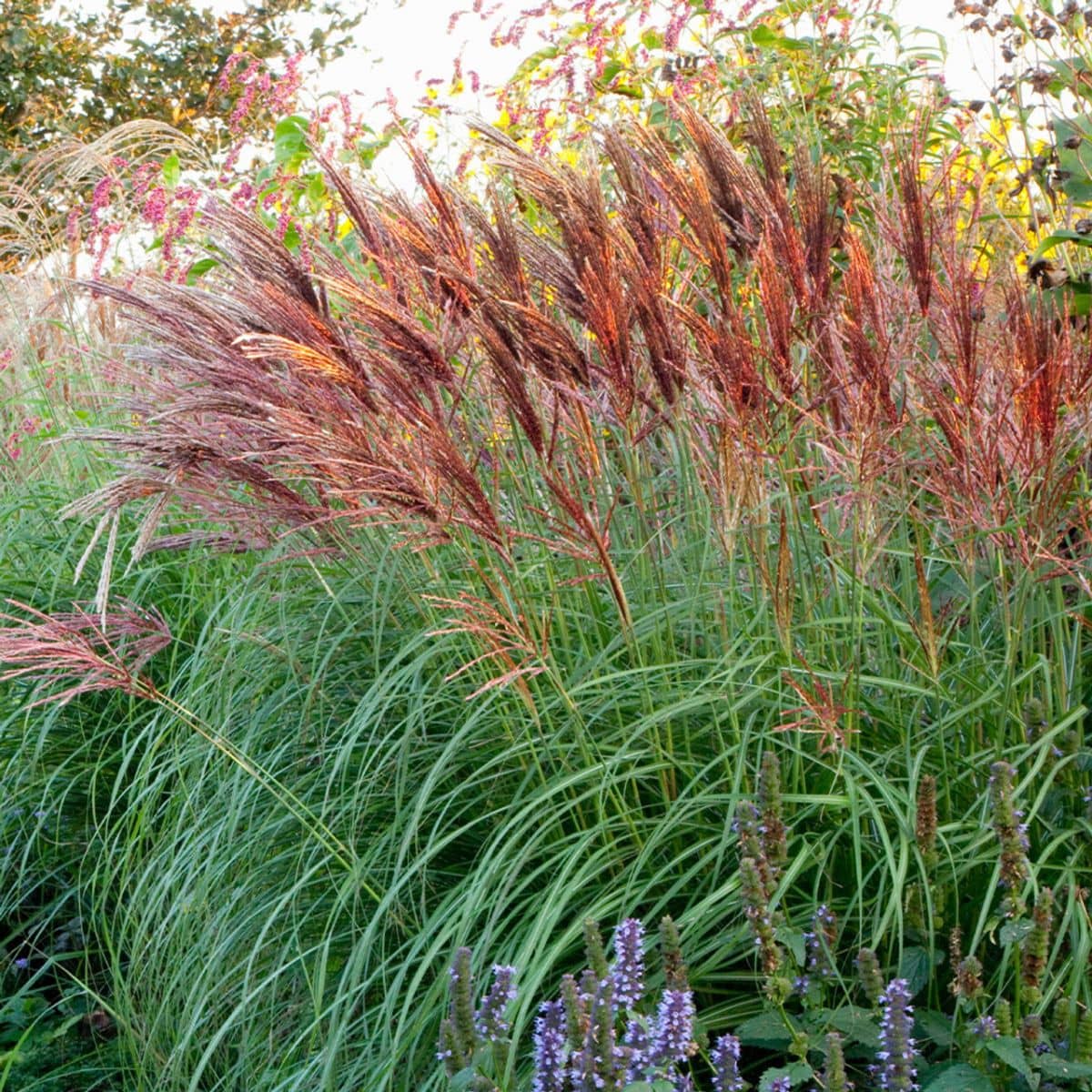 cây miscanthus dùng làm thức ăn