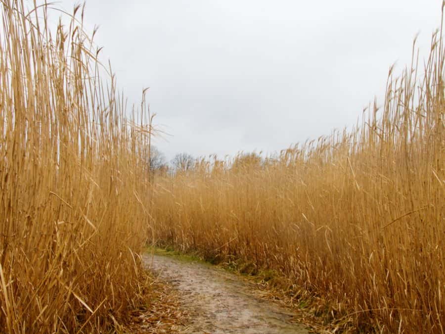 chất thải cây Miscanthus