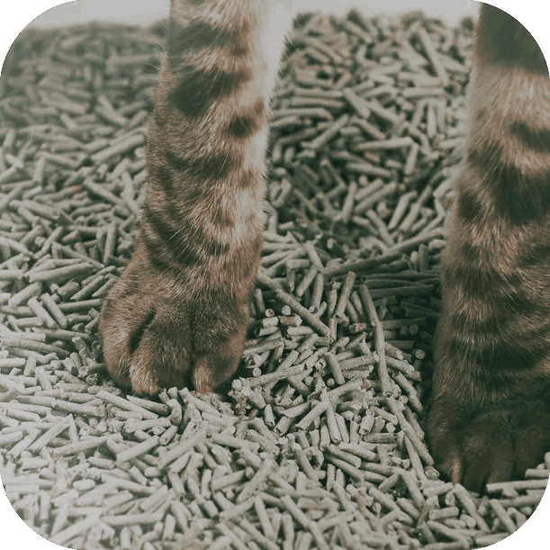 kattesand