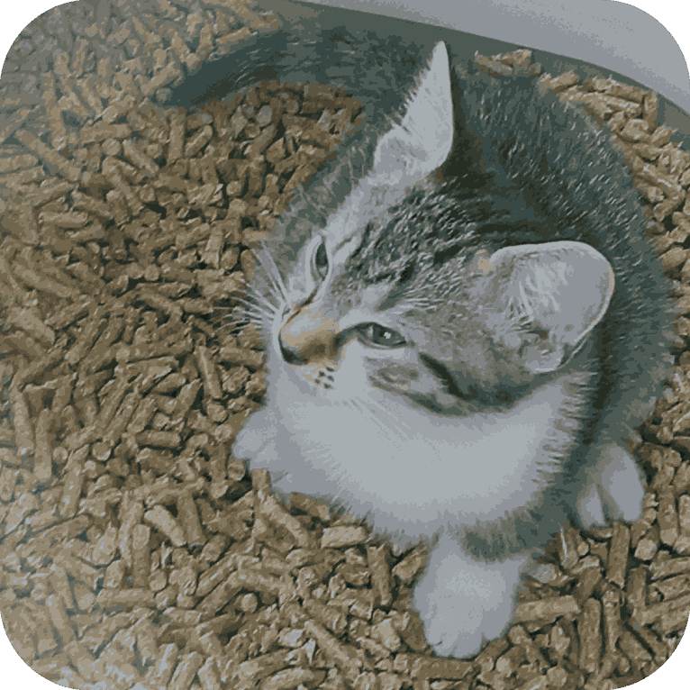kattesand