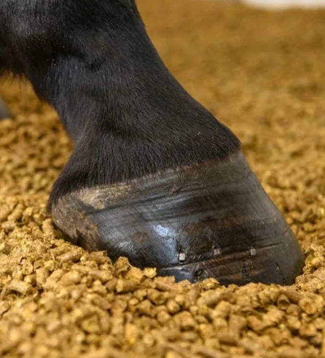 Industria della lettiera per animali